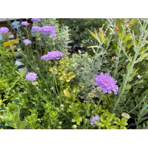 Hlaváč fialový (Scabiosa columbaria) 'BUTTERFLY BLUE' kont. P9